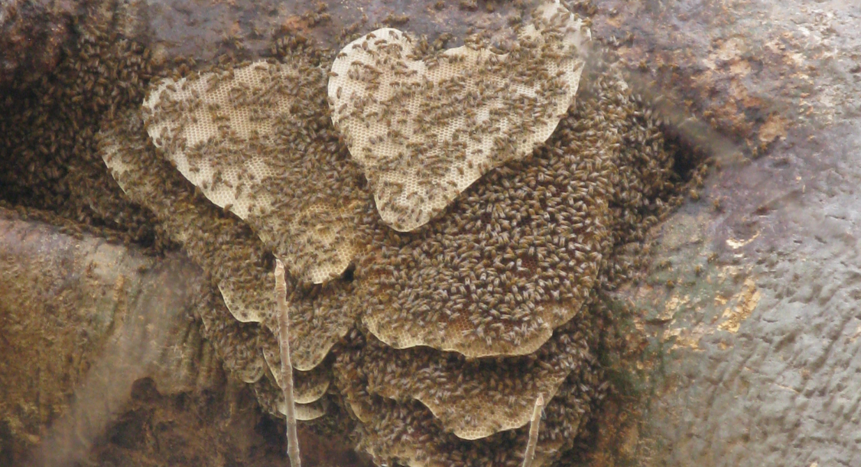 Wildbienen in der Krone eines Baobab Baums