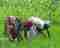 This image for Image Layouts addon